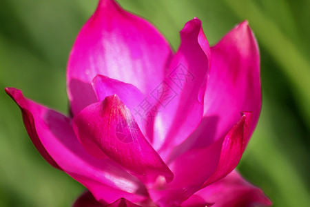 克拉谢花朵 大自然粉红色 美丽叶子植物花瓣植物群场地季节植物学公园郁金香热带图片