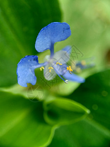 具有自然背景的攀登白花或传播白花宏观照片蓝色荒野野花美丽环境流浪叶子森林植物群紫色图片