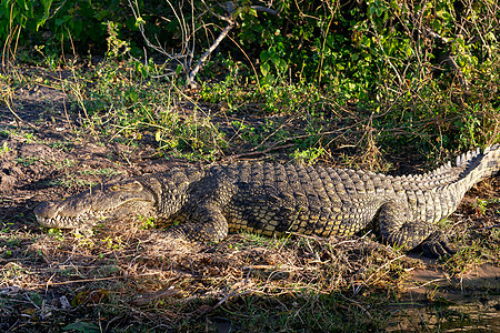 博茨瓦纳Chobe河的尼罗克罗科迪尔爬虫野生动物爬行动物动物鳄属荒野生物眼睛成人猎人图片