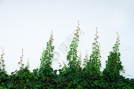白色墙上绿色爬草 用于背景 复制空间植物环境藤本石头公园叶子花园建筑学植被墙纸图片