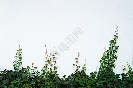 白色墙上绿色爬草 用于背景 复制空间墙纸建筑学环境公园枝条藤本叶子石头植被花园图片