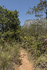 开普顿阿图穆丹国家公园Cape Town山脉风光树木苔藓全景环境踪迹叶子林地木头图片