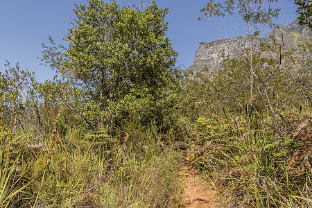 开普顿阿图穆丹国家公园Cape Town踪迹沙漠木头黑板树干林地人行道旅行山脉风光图片