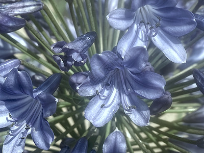 美妙的蓝色花朵开花植物群植物学青色盒子植物太阳团体花园紫色播种机图片