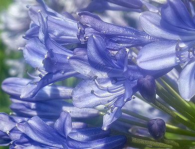 美妙的蓝色花朵开花阳台团体花盆百合花园植物植物群播种机紫色宏观图片
