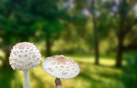 毒蘑菇 白苍蝇图片