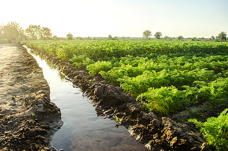通过灌溉渠道浇灌年轻的土豆和胡萝卜的种植园 农艺学 农村农村 欧洲农场 农业 照顾植物 种植粮食 农业和农业综合企业图片