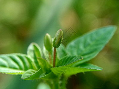 具有自然背景的红蜘蛛花 紫球 玛曼蒙古 马曼兰江清洁剂花粉宏观叶子草坪植物野花生长药品树叶图片