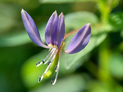 具有自然背景的红蜘蛛花 紫球 玛曼蒙古 马曼兰江花园蜘蛛草本植物植物生长杂草清洁剂药品叶子宏观图片