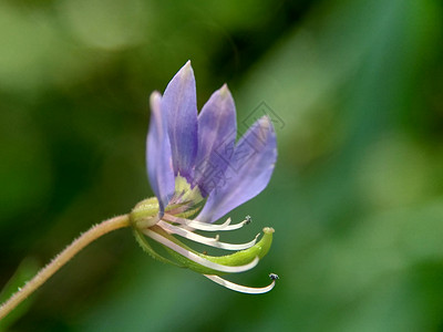 具有自然背景的红蜘蛛花 紫球 玛曼蒙古 马曼兰江荒野花粉兰花树叶植物紫色花园叶子紫罗兰花蔷薇图片