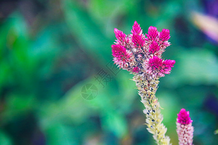 花园的花朵花红紫色开花图片