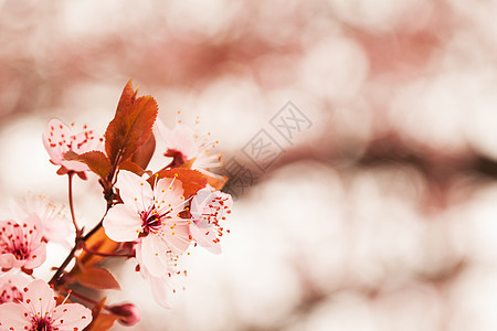 春樱花花花园粉色樱花宏观季节白色图片