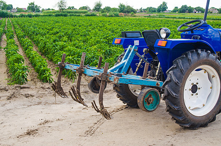 蓝色拖拉机 背景是保加利亚胡椒种植园的绿田和犁耕机 农业 农业 农业机械和设备 在农场工作 收获季节机械土地农村农民衬套土壤场地图片