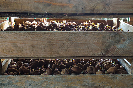 在木箱中发芽带根的种薯 准备在地里播种的土豆 农工综合体 农业 传统农业 农业 粮食储备 收获图片