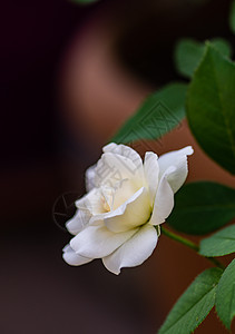 燃烧的白玫瑰工厂花瓣植物风格公园衬套植物群玫瑰花园白色装饰图片