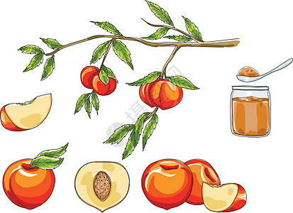 桃子手绘画艺术矢量水果插图图片