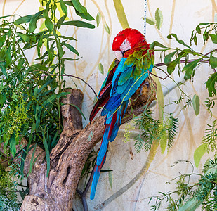 红色和绿金刚鹦鹉金刚鹦鹉森林流感蓝色情调羽毛雨林绿色白色动物园图片