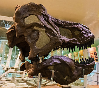 博物馆中的恐龙头石头插图颅骨捕食者怪物骨骼侏罗纪灭绝爬虫动物图片
