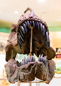 博物馆中的恐龙头岩石化石科学颅骨爬虫古生物学历史捕食者牙齿石头图片