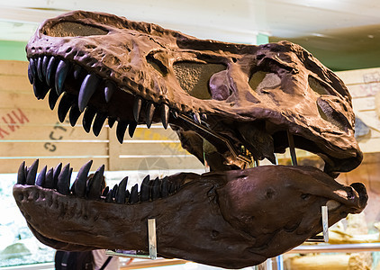 博物馆中的恐龙头捕食者爬虫颅骨化石骨骼岩石怪物插图石头科学图片