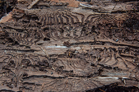 树皮树皮 有养蜂鸟喂养的痕迹森林甲虫侵扰害虫棕色树木幼虫导管图片