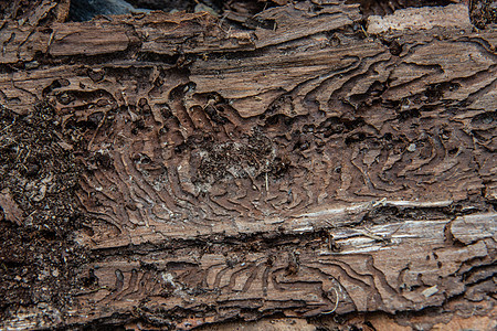 树皮树皮 有养蜂鸟喂养的痕迹害虫树木棕色幼虫甲虫森林侵扰导管图片