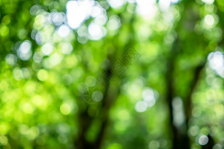 具有阳光散景背景的选择性绿色自然叶 复古色调风格宏观植物丛林森林太阳生长树叶叶子花园木头图片