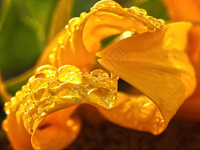 黄太阳花的宏 有雨滴太阳波纹液体珠子冥想叶子植物群辉煌框架钻石图片
