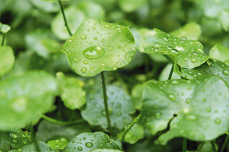 雨滴在花园里的水上图片