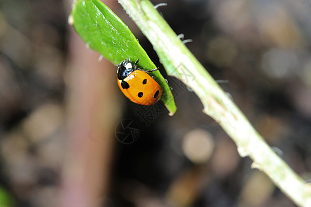 作为绿色植物的特辑 Ladybug植物动物野生动物昆虫荒野花园季节黑色绿色甲虫图片