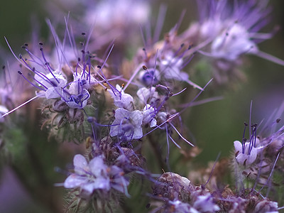 海盗家族紫色花的宏皮季节花卉蜜蜂家庭动物群药物花朵野生动物香料蓝色图片