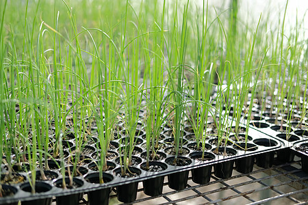 在苗圃温室中生长的树枝幼苗植物草本植物洋葱生态农场植被花园植物学蔬菜叶子土壤图片