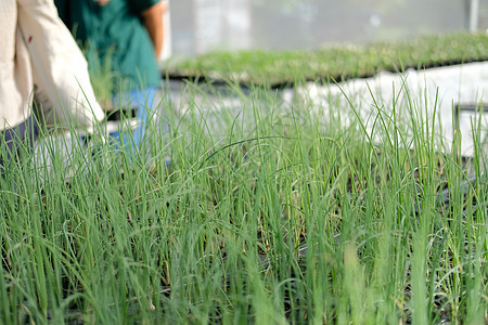 在苗圃温室中生长的树枝幼苗植物房子洋葱土壤草本植物种植园农场园艺食物植物学植被图片