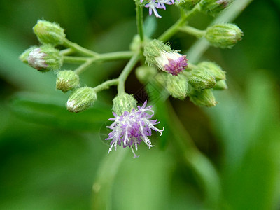 具有自然背景的奇异花朵 普通 粗俗化紫色杂草植物群花园药品美丽野花草地花卉荒野图片