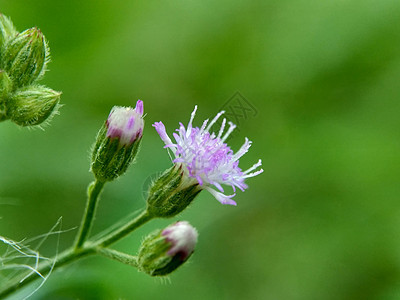 具有自然背景的奇异花朵 普通 粗俗化野花叶子药品草本植物紫色雌蕊花园花卉植物群美丽图片