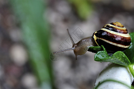 叶上的贝壳蜗牛绿色动物叶子螺丝外壳棕色图片