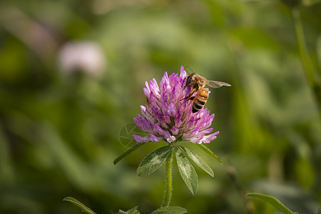夏天白天在花朵上拍蜜蜂 近距离拍摄图片