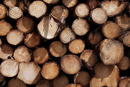 伐木木材砍掉的树木松树原木背景i商品材料资源木头燃料林业林地柴堆链锯砍伐图片