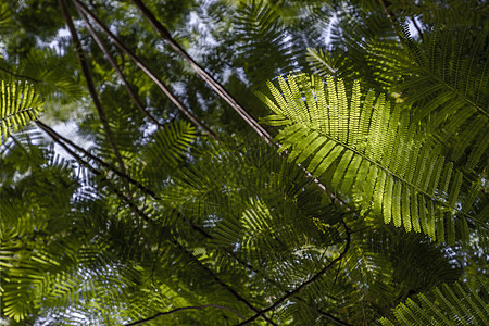 阳光穿透波斯小绿叶的明细细节公园花园季节异国植物群叶子狂欢节丝绸森林木头图片