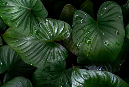 心之王植物学绿色叶子丛林环境艺术绿叶森林背景绿色植物图片