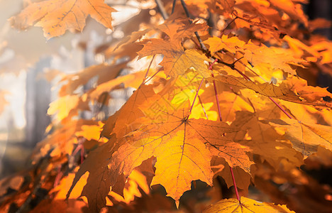 黄色和橙色秋天树叶森林叶子金子阳光橙子宏观植物团体生态棕色图片