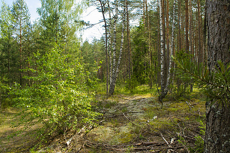 有着不同树木 白俄罗斯混合林 蘑菇林的美丽的夏月森林图片