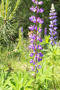 白俄罗斯的野生森林Lupinus 多元植物林图片