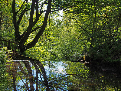 卡尔德代尔西约克郡的森林树木映照在一条平静的河流中 上面有茂密的 充满活力的阳光照射的绿色夏季树叶图片