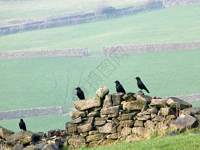 四只乌鸦围在一块古老的石墙上 一片田地上有青山坡草地和远处的大门石头寒鸦动物阳光场地羽毛翅膀环境野生动物动物群图片