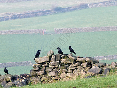 四只乌鸦围在一块古老的石墙上 一片田地上有青山坡草地和远处的大门山坡蓝色寒鸦羽毛荒野动物群翅膀环境动物场地图片