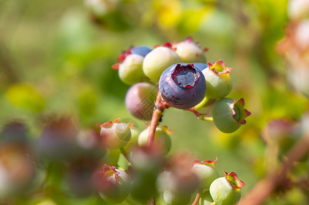 在灌木丛上的一个集群中 单一成熟的蓝莓水果营养灌木荒野农业植物覆盆子收成饮食蓝色图片