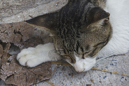 一只猫睡在地上头发毯子宠物晶须姿势冒充休息小猫毛皮尾巴图片