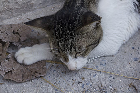 一只猫睡在地上晶须休息头发姿势金子睡眠尾巴宠物地面小猫图片