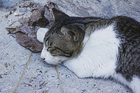 一只猫睡在地上毛皮金子睡眠宠物冒充小猫晶须头发虎斑爪子图片